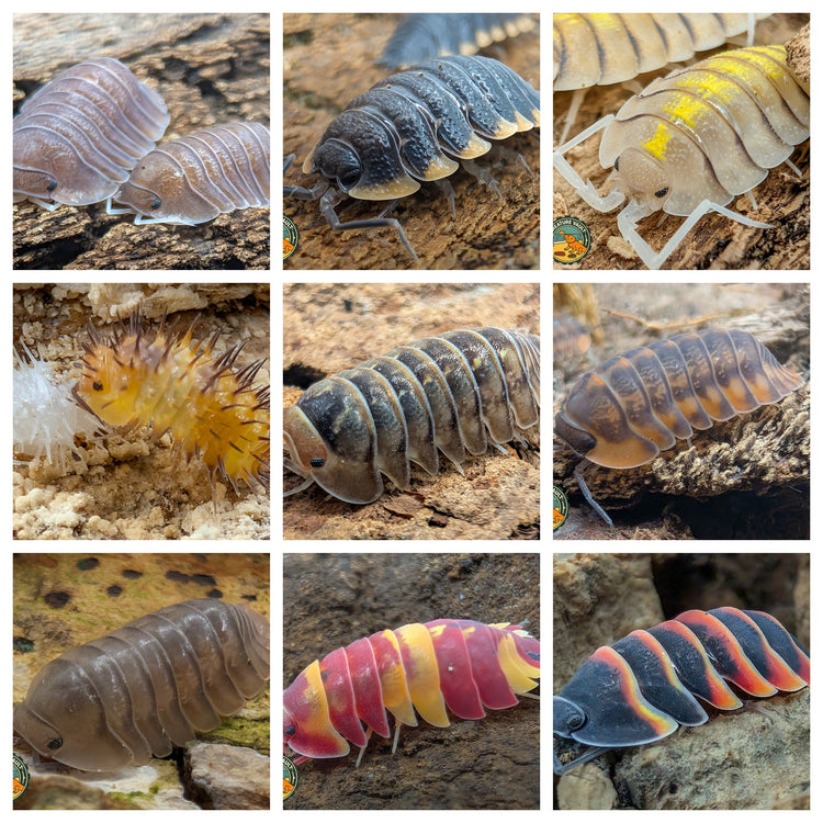 All isopods