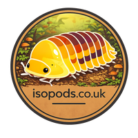 What Is a Bioactive Terrarium? Complete Beginner Guide – Isopods.co.uk