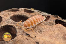 Porcellio hoffmannseggii 'Orange' Isopod