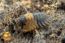 Adinda Grizzly Bear Isopod