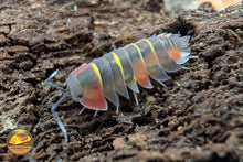 Picture of Ardentiella Aurora