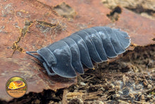 This is a picture of Ardentiella Blackhole