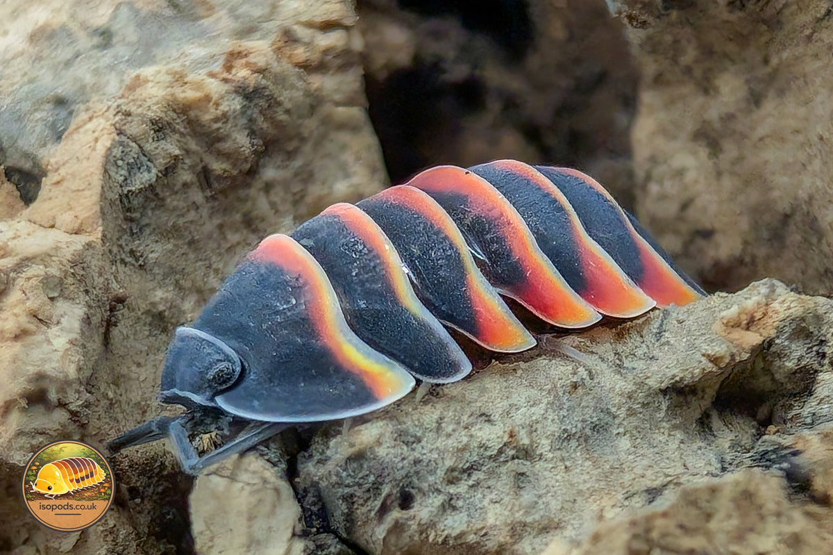 Picture of Ardentiella Ember Bee