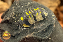 Ardentiella inarius Isopod