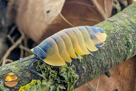 Picture of Ardentiella Lava Pastel