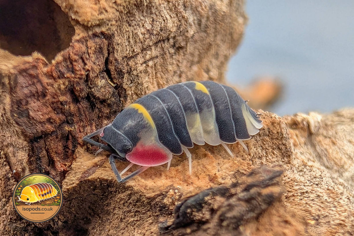 Picture of Ardentiella Quadcolour
