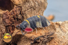 Picture of Ardentiella Quadcolour