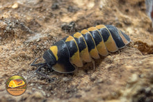 Ardentiella Yellow Hornet Isopod