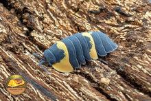 Picture of Ardentiella Yellow Panda Batman
