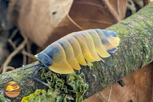 Ardentiella "Lava Pastel" Isopods