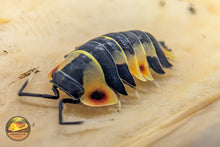 Ardentiella "Pastel" Isopods