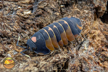 Ardentiella Pink Lambo