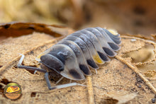 Ardentiella "WingWing" Isopods