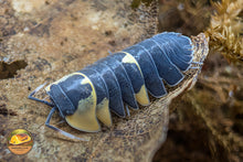 Ardentiella "Yellow Panda (Batman)" Isopods