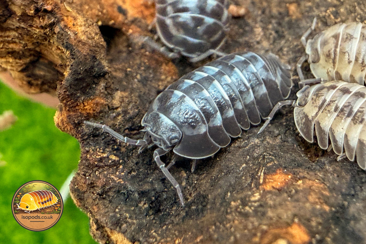 Picture of Armadilidium Gestori Milkyway