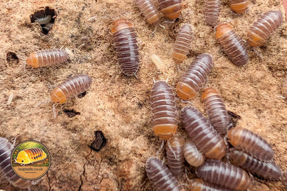 Armadillidium flavoscutum Red Head Isopod