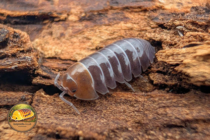 Armadillidium flavoscutum Red Head Isopod