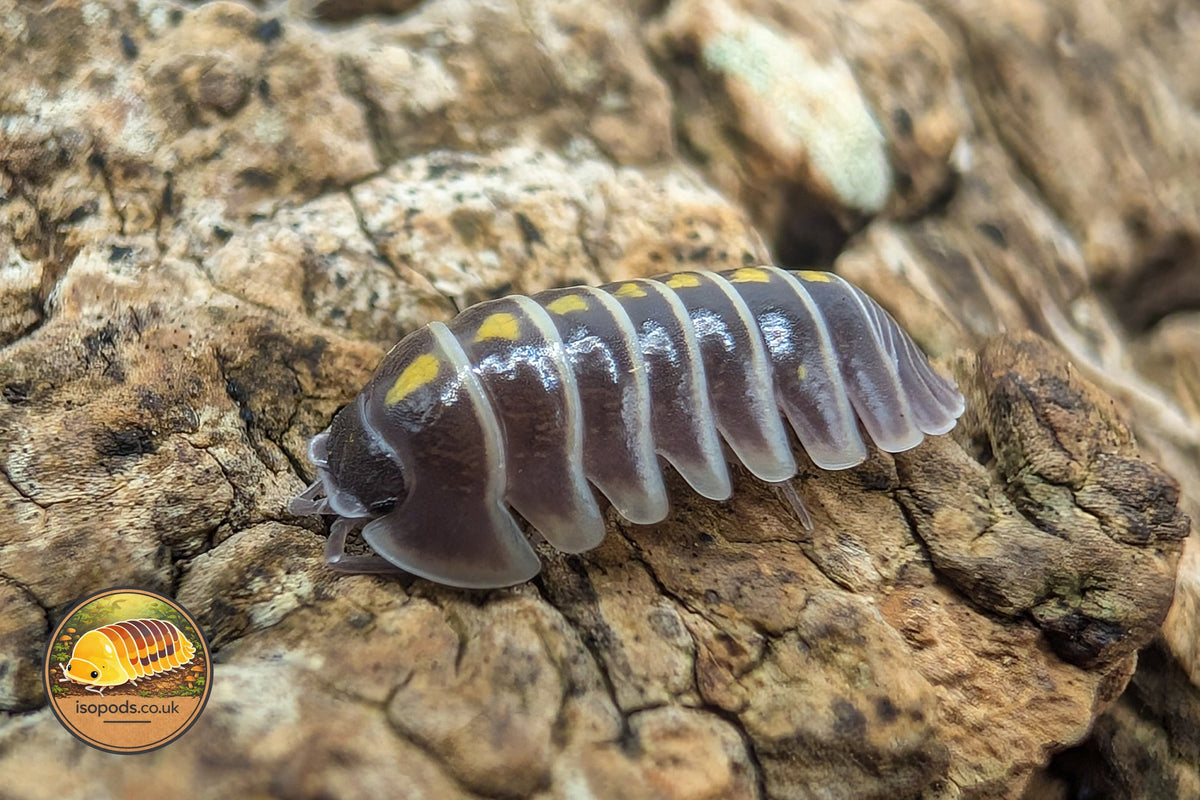 Picture of Armadillidium Germanicum Darth Vader