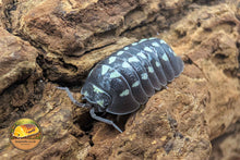 Armadillidium gestroi Zinger Isopod