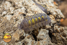 Armadillidium granulatum Lemon Isopod