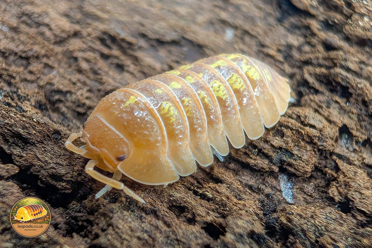 Picture of Armadillidium Granulatum Orange