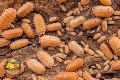 Armadillidium hauseni "Triceratops" Isopod