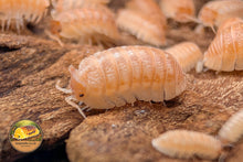 Armadillidium hauseni "Triceratops" Isopod