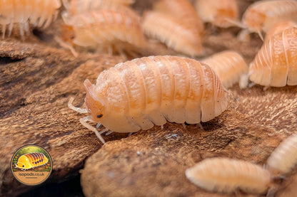 Armadillidium hauseni "Triceratops" Isopod