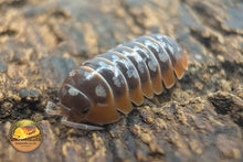 Pictiure of Armadillidium Klugii Montenegro