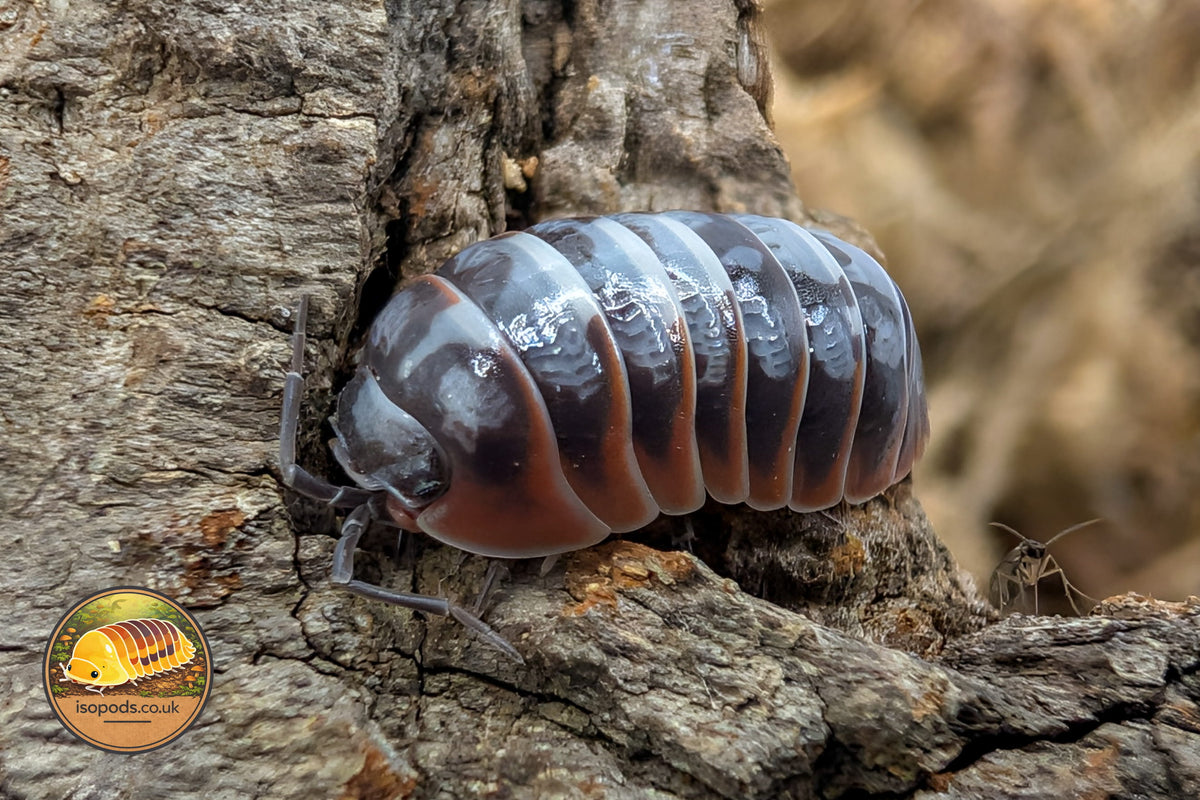Picture of Armadillidium Klugii Nebula