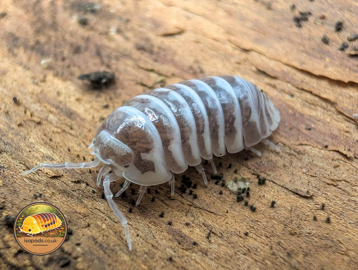 Picture of Armadillidium Maculatum Chocolate Zebra