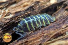 Picture of Armadillidium Maculatum Yellow Zebra