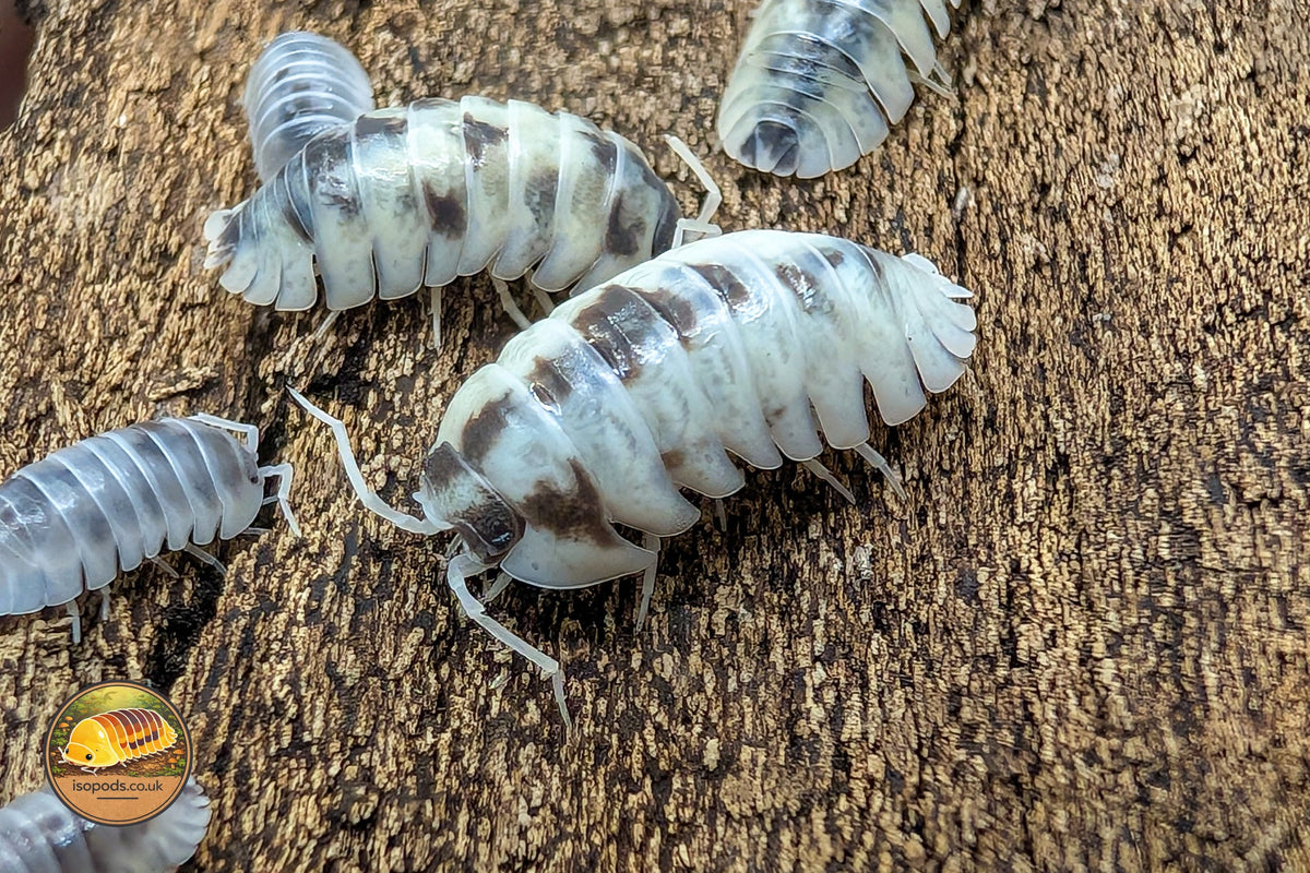 Picture of Armadillidium Nasatum Dalmatian