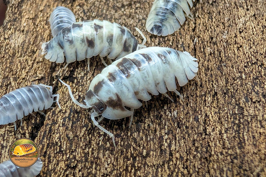 Picture of Armadillidium Nasatum Dalmatian