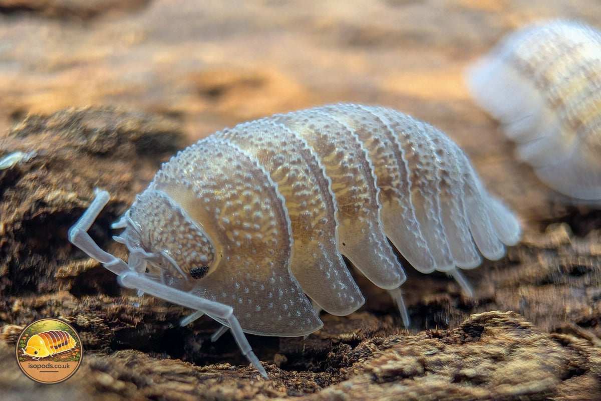 Picture of Armadillidium Peraccae