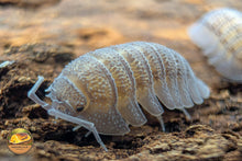 Picture of Armadillidium Peraccae