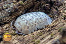 This is a picture of Armadillidium ameglioi