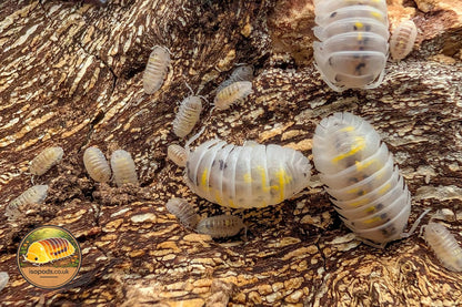 Armadillidium Granulatum Magic Potion Isopods Group