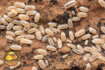 Armadillidium Granulatum White Pearl Isopods Group