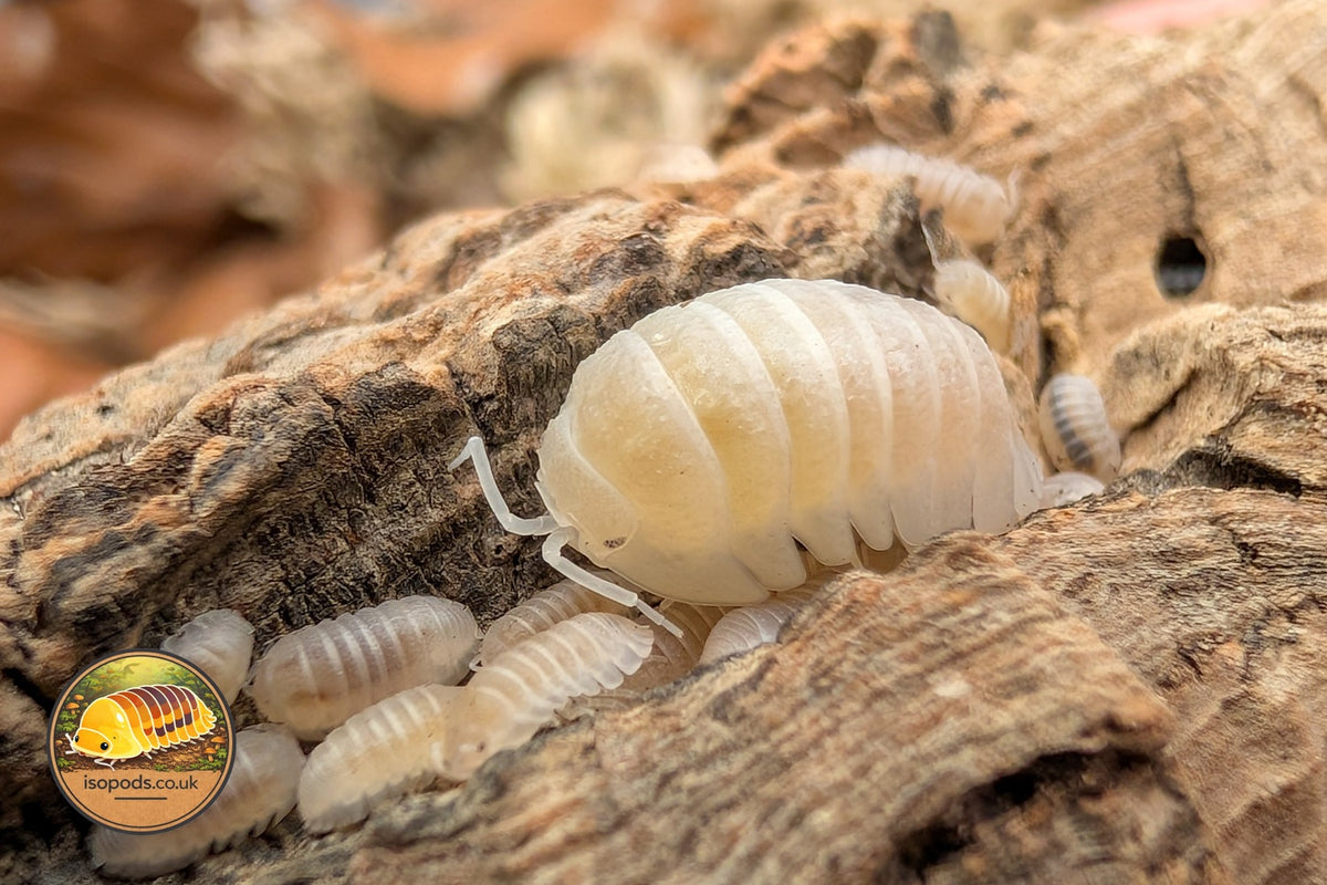 Armadillidium Granulatum White Pearl Isopods Close Up