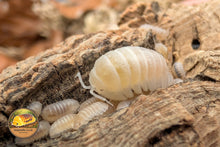 Armadillidium Granulatum White Pearl Isopods Close Up