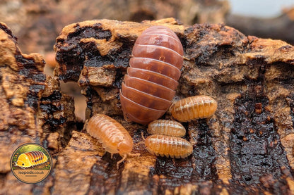 Armadillidium Vulgare Red Isopods Group Showing Adult and Juveniles with Glossy Red Orange Colouring on Bark