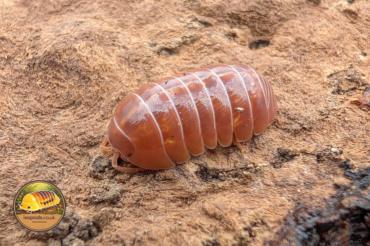 Armadillidium Vulgare Red Isopod Close Up Showing Glossy Red Orange Colouring on Bark