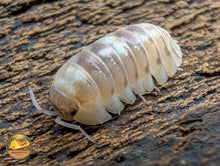 Armadillidium Espanyoli "Marbleised" Isopods