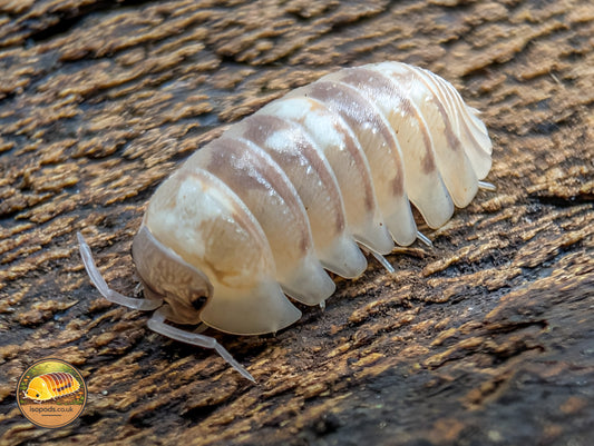 Armadillidium Espanyoli "Marbleised" Isopods