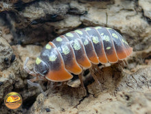 Armadillidium Klugii "Clown" Isopods