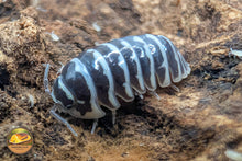 Armadillidium Maculatum "Zebra" Isopods