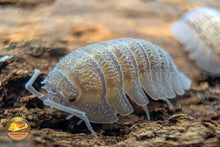 Armadillidium Peraccae Isopods
