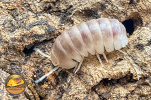 Armadillo Officinalis "Red" Isopods