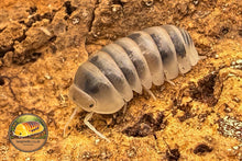 Picture of Armadillio Officiinalis tamarix